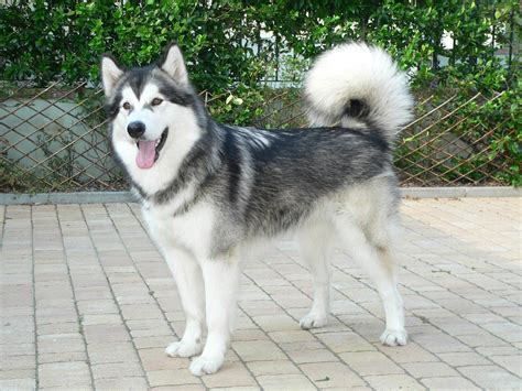 Can Huskies Have Curly Tails