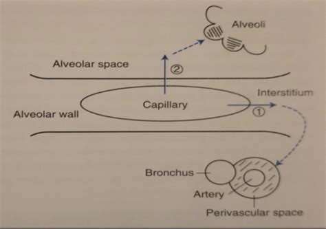 Pulmonary Pathophysiology Flashcards Quizlet