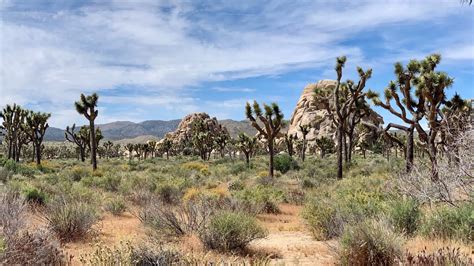 Joshua Tree National Park California Usa Youtube