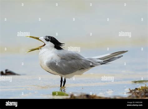 Great Crested Tern Swift Tern Thalasseus Bergii Thalassinus Non