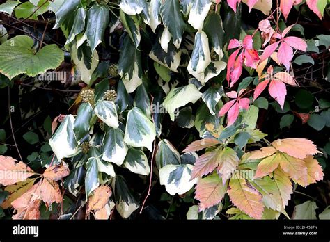 Hedera Colchica ‘dentata Variegata Persian Ivy Dentata Variegata