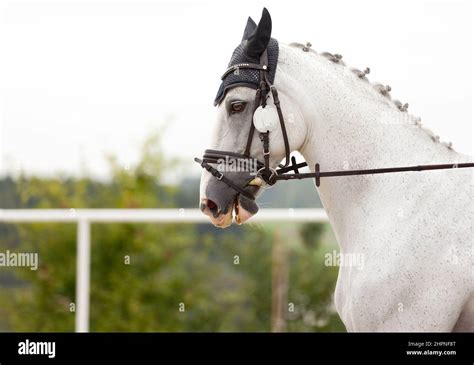 Portrait Of Stunning Dressage White Gelding Horse In Bridle Close Up