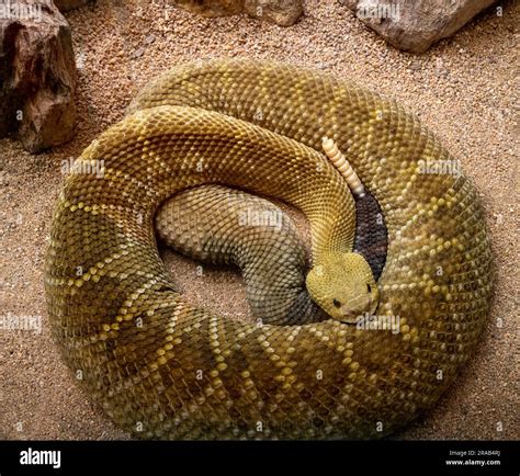 Mexican West Coast Rattlesnake Or Mexican Green Rattler Crotalus