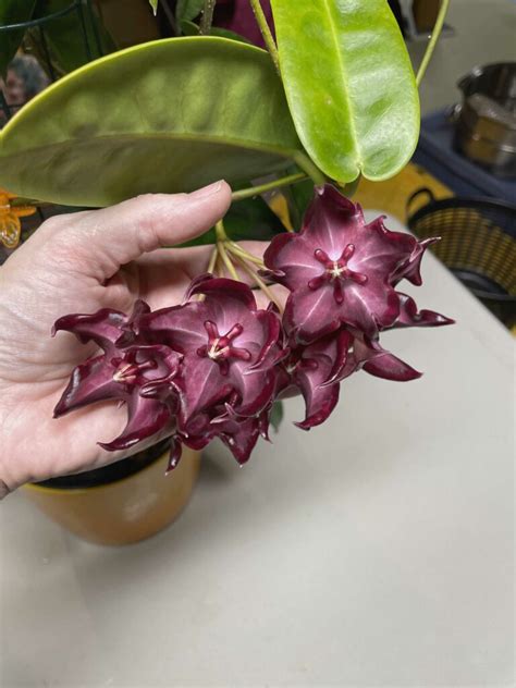 Growing Hoya Onychoides New Ah Part One Vermont Hoyas