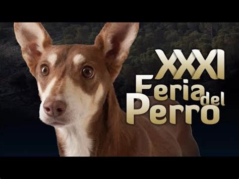 Inauguraci N Xxxi Edici N Feria Del Perro Archidona Youtube