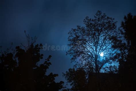 Eerie Silhouette Forest Blue Night Sky Stock Photos Free And Royalty