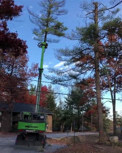 Mayer Tree Service Home Facebook