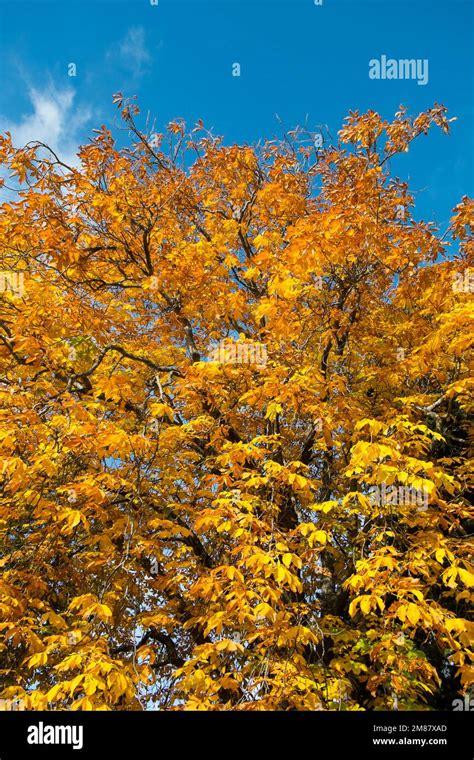 The Salmon Ponds At Plenty Tasmania Stock Photo Alamy