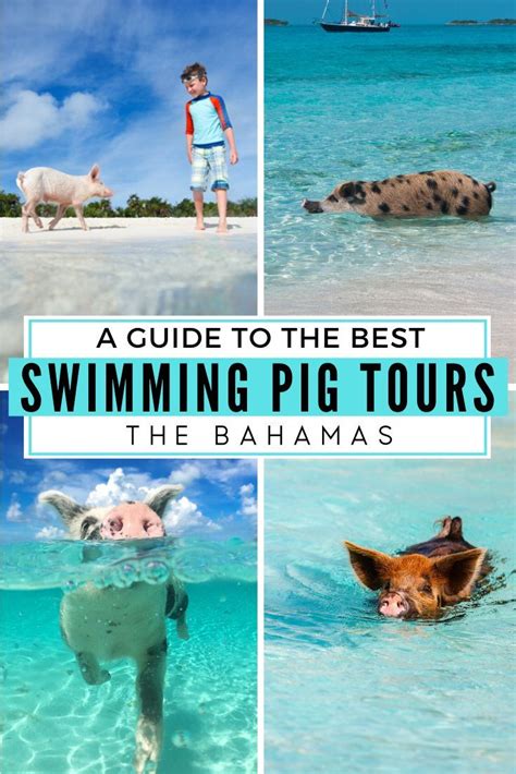 What to know before your swimming pigs tour – Artofit