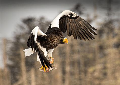 Stellar Sea Eagle II Photograph by Dennis Zhang - Fine Art America