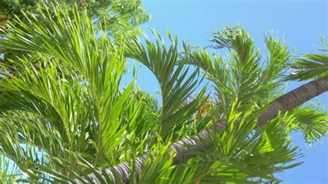 Vertical Palm Trees Background In 4k Slo Stock Video Pond5