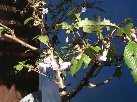 Prunus Mahaleb Cerisier De Sainte Lucie Armand Bonsaï