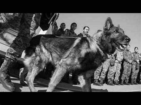 Conoce Qui N Fue Proteo Agente Canino Enviado A Turqu A Youtube