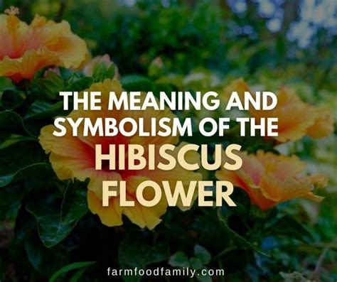 Hibiscus Flower Meaning And Symbolism What The Hibiscus Represents