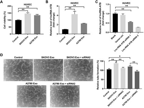 Exosomal Lncrna Atb Derived From Ovarian Cancer Cells Promotes The