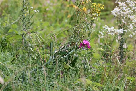 Lathyrus Latifolius Breitbl Ttrige Platterbse Breitbl Tt Flickr