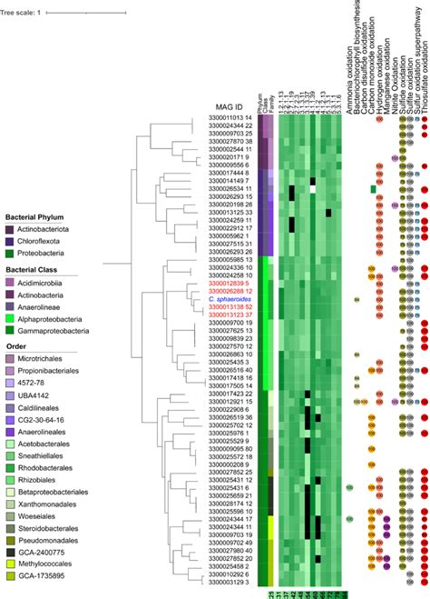 Phylogenetic Tree Showing The Distribution Of The Cbb Cycle In Novel