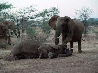 Ben Mills' Blog - Elephant Intelligence: Elephant's Emotional Capacity & Funeral Ritual