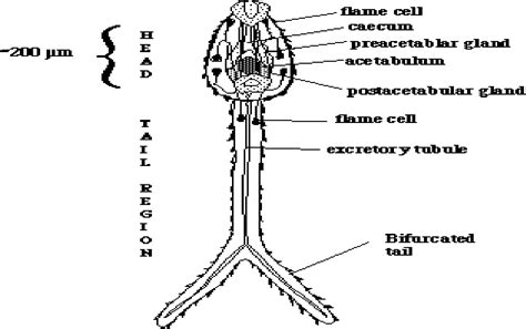 Impact Of Concurrent Schistosoma Mansoni And S Haematobium Infections