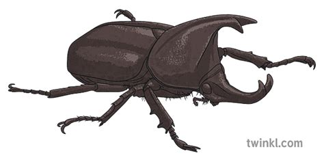 Beetle Illustration