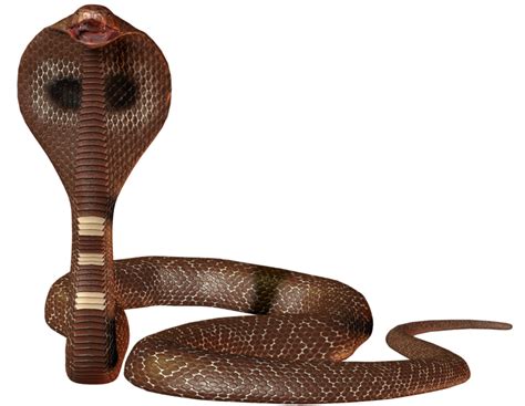 Cobra Png Transparent Image Download Size 1015x787px