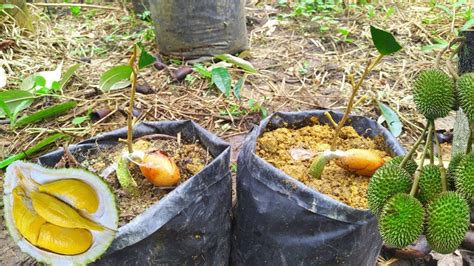 Stick Durian Durian Grafting For Profesional Technique Youtube