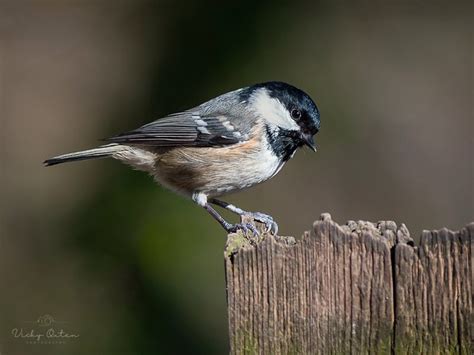 Coal Tit Vicky Outen Flickr