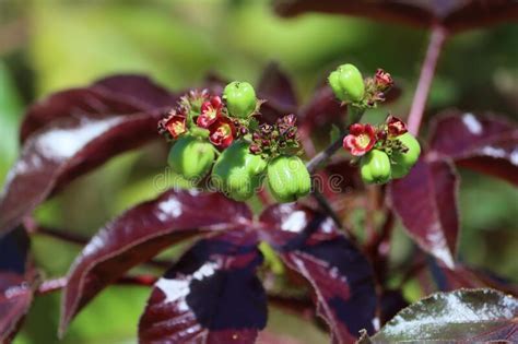 Cambodia Jatropha Gossypiifolia Siem Reap Province Stock Image