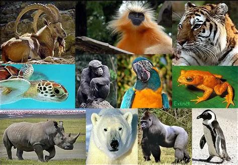 endangered species protection environmental earth