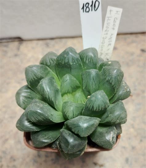 1810 Haworthia Cooperi Hybrid X Obtusa ‘purple Dodson — Cactus Shop