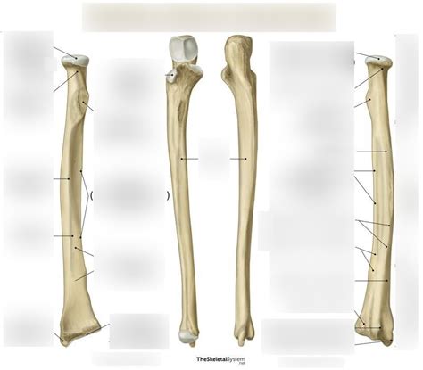 Unit Ulna And Radius Diagram Quizlet