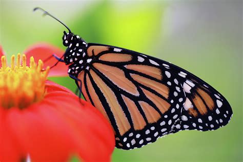 Monarch On Tithonia Photograph By Stamp City Fine Art America