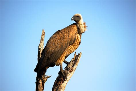 Vulture Bird Wallpaper,HD Birds Wallpapers,4k Wallpapers,Images,Backgrounds,Photos and Pictures