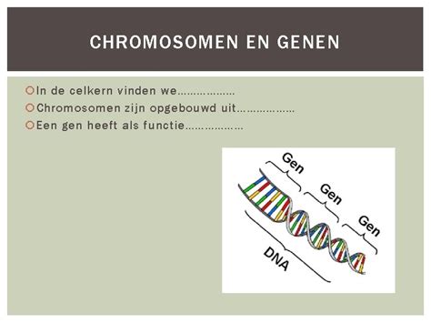 Erfelijkheid Basisstof Tm Chromosomen En Genen