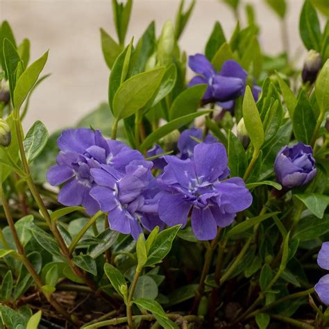 Buy Lesser Periwinkle Vinca Minor Azure Flore Pleno Delivery By