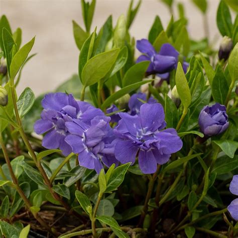 Buy Lesser Periwinkle Vinca Minor Azure Flore Pleno