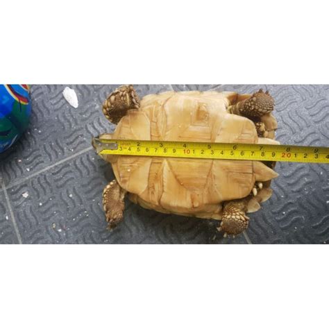 Jual Sulcata Kura Kura 20cm Shopee Indonesia