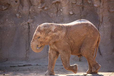 A new baby elephant expected at Tucson's zoo