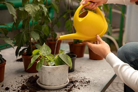 6 Signs Youre Overwatering Your Indoor Plants