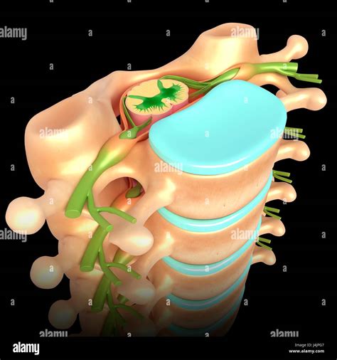 Lumbar Vertebrae Hi Res Stock Photography And Images Alamy