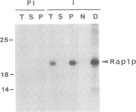 Figure From Association Of The Ras Antagonistic Rapl Krev