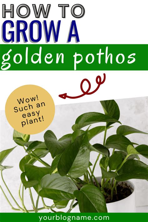 How To Care For A Golden Pothos Planting With Shannon