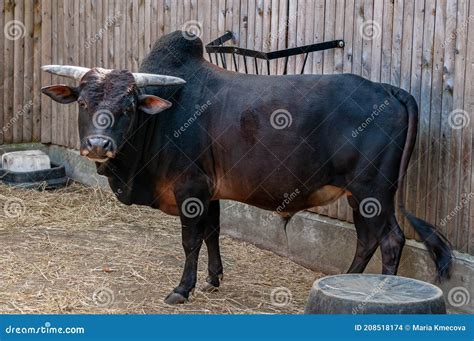 A Brown Black Zebu In Zoo Eye Contact Stock Photo Image Of Farm