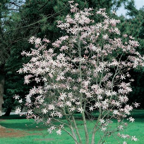 Magnolia Pink Star 6 Pot Hello Hello Plants