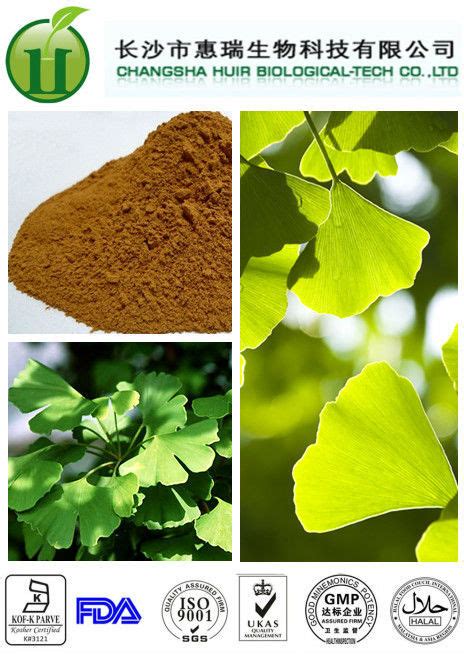 Ginkgo Biloba P E At Best Price In Changsha Hunan Changsha Huir