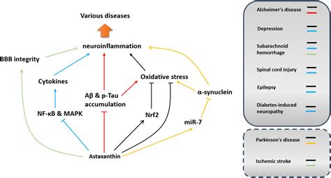 Frontiers The Putative Role Of Astaxanthin In Neuroinflammation