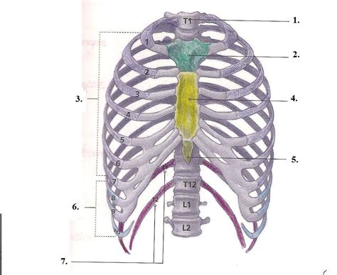 The Rib Cage Diagram Quizlet