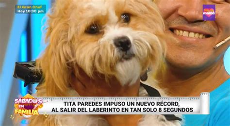 Sábados en Familia Tita la perrita de los Pastor rompió récord de