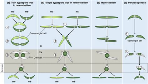 The Genus Closterium A New Model Organism To Study Sexual Reproduction