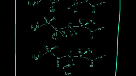 Peptide Bond Mechanism